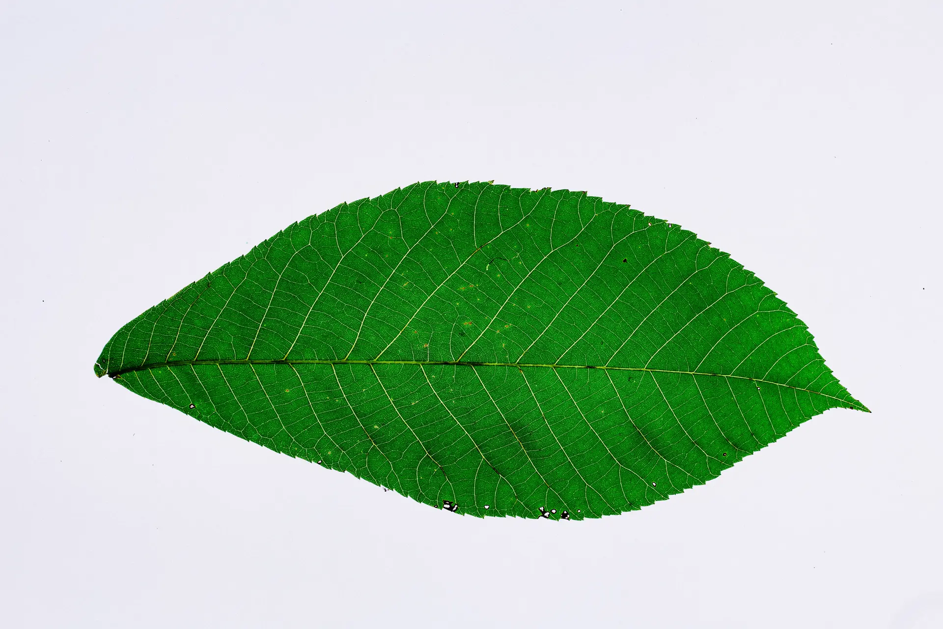 This is a leaf Title-This is a leaf Sub-Title