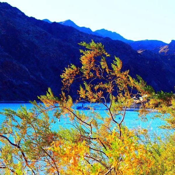 Placeholder circular natal chart wheel